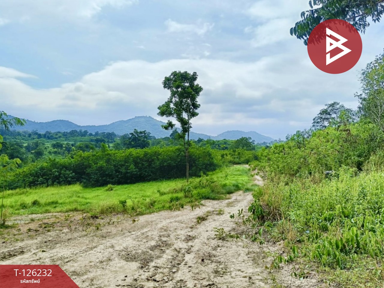 ขายที่ดินพร้อมสิ่งปลูกสร้าง เนื้อที่ 25 ไร่ 2 งาน 19.9 ตร.วา ปากช่อง นครราชสีมา 2