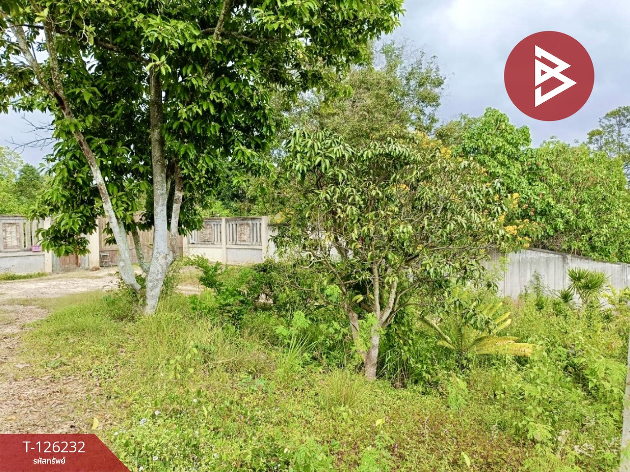 ขายที่ดินพร้อมสิ่งปลูกสร้าง เนื้อที่ 25 ไร่ 2 งาน 19.9 ตร.วา ปากช่อง นครราชสีมา 12