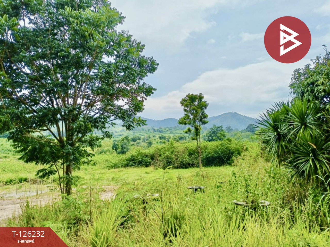 ขายที่ดินพร้อมสิ่งปลูกสร้าง เนื้อที่ 25 ไร่ 2 งาน 19.9 ตร.วา ปากช่อง นครราชสีมา 5