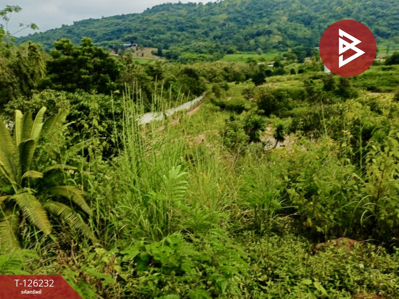 ขายที่ดินพร้อมสิ่งปลูกสร้าง เนื้อที่ 25 ไร่ 2 งาน 19.9 ตร.วา ปากช่อง นครราชสีมา 8