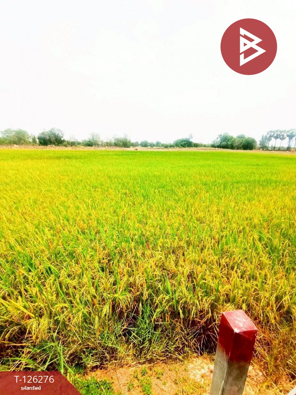 ขายบ้านเดี่ยวพร้อมที่ดิน เนื้อที่ 2 ไร่ เลาขวัญ กาญจนบุรี 11