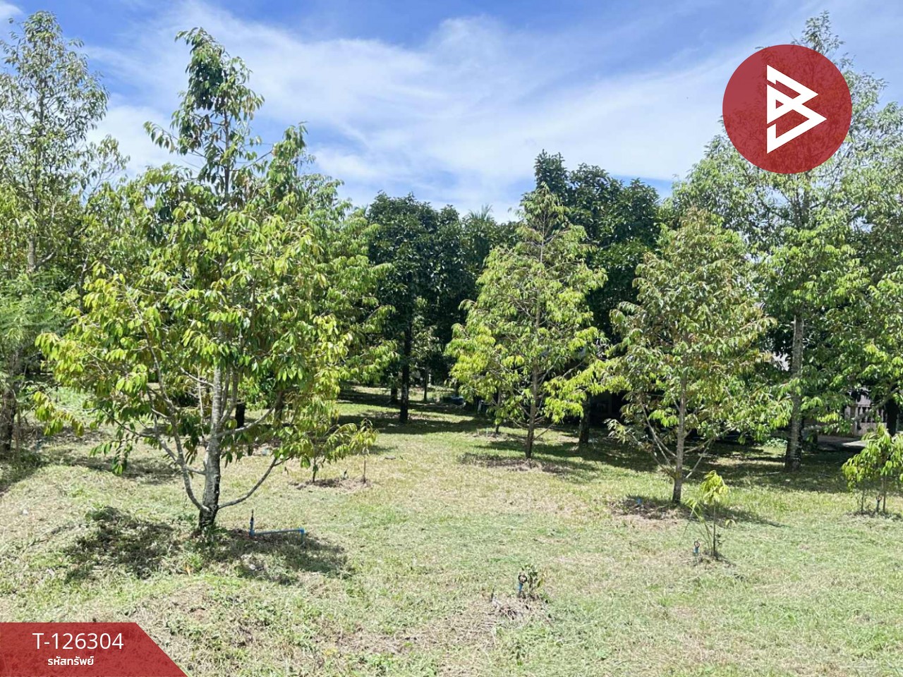 ขายที่ดิน เนื้อที่ 1 ไร่ 2 งาน 37 ตารางวา ท่าใหม่ จันทบุรี 6