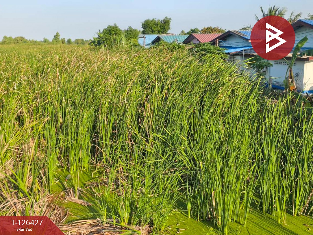 ขายที่ดินเปล่า 2 ไร่ ตำบลบางหลวง อำเภอบางเลน จังหวัดนครปฐม 14