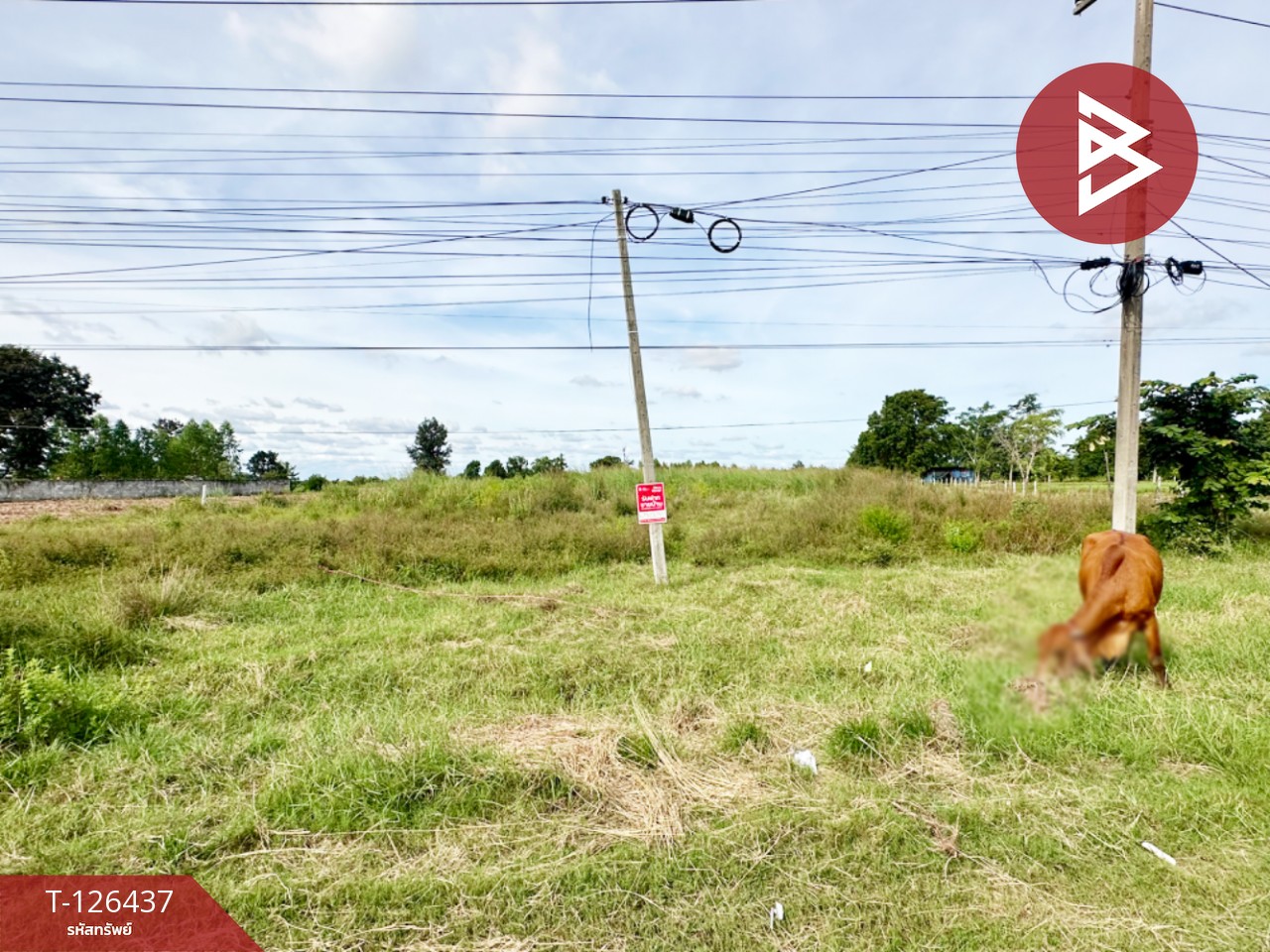 ขายที่ดิน ทางหลวงหมายเลข 23 เนื้อที่ 9 ไร่ 2 งาน 40 ตร.วา บ้านไผ่ ขอนแก่น 6