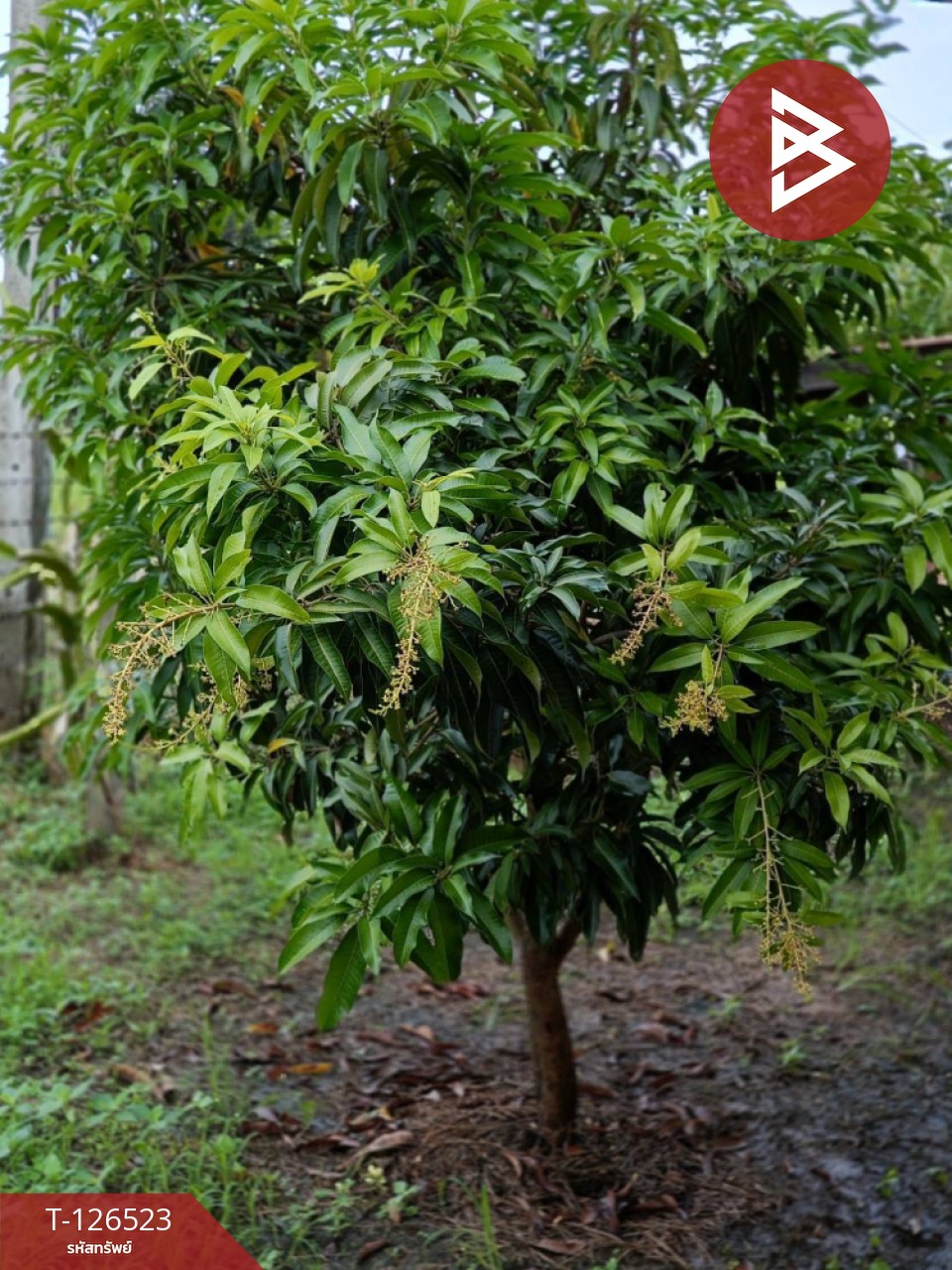 ขายที่ดินพร้อมสิ่งปลูกสร้าง เนื้อที่ 2 ไร่ 3 งาน 50 ตร.วา หนองฉาง อุทัยธานี 6