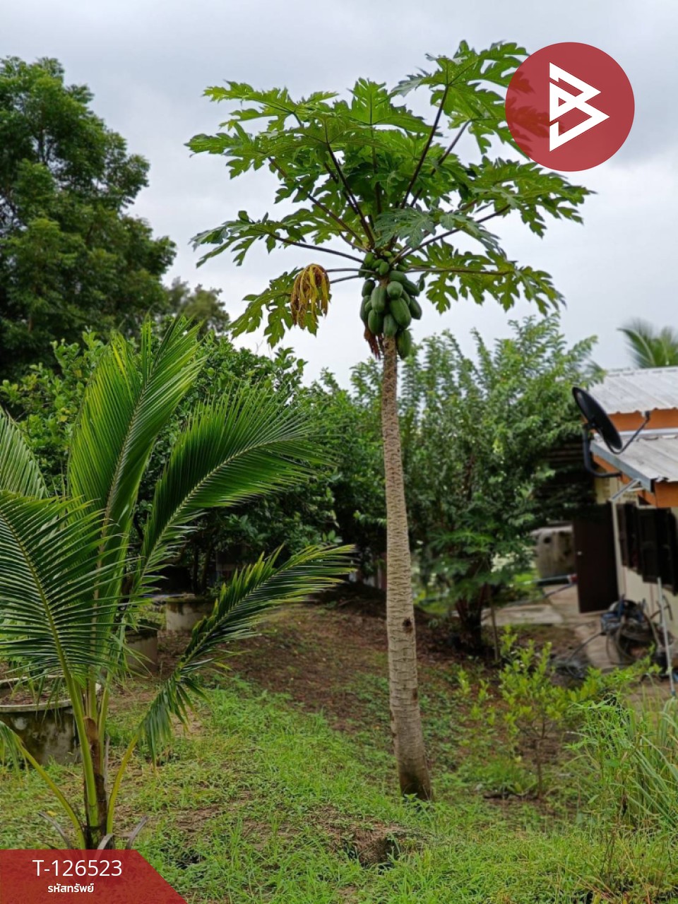 ขายที่ดินพร้อมสิ่งปลูกสร้าง เนื้อที่ 2 ไร่ 3 งาน 50 ตร.วา หนองฉาง อุทัยธานี 9