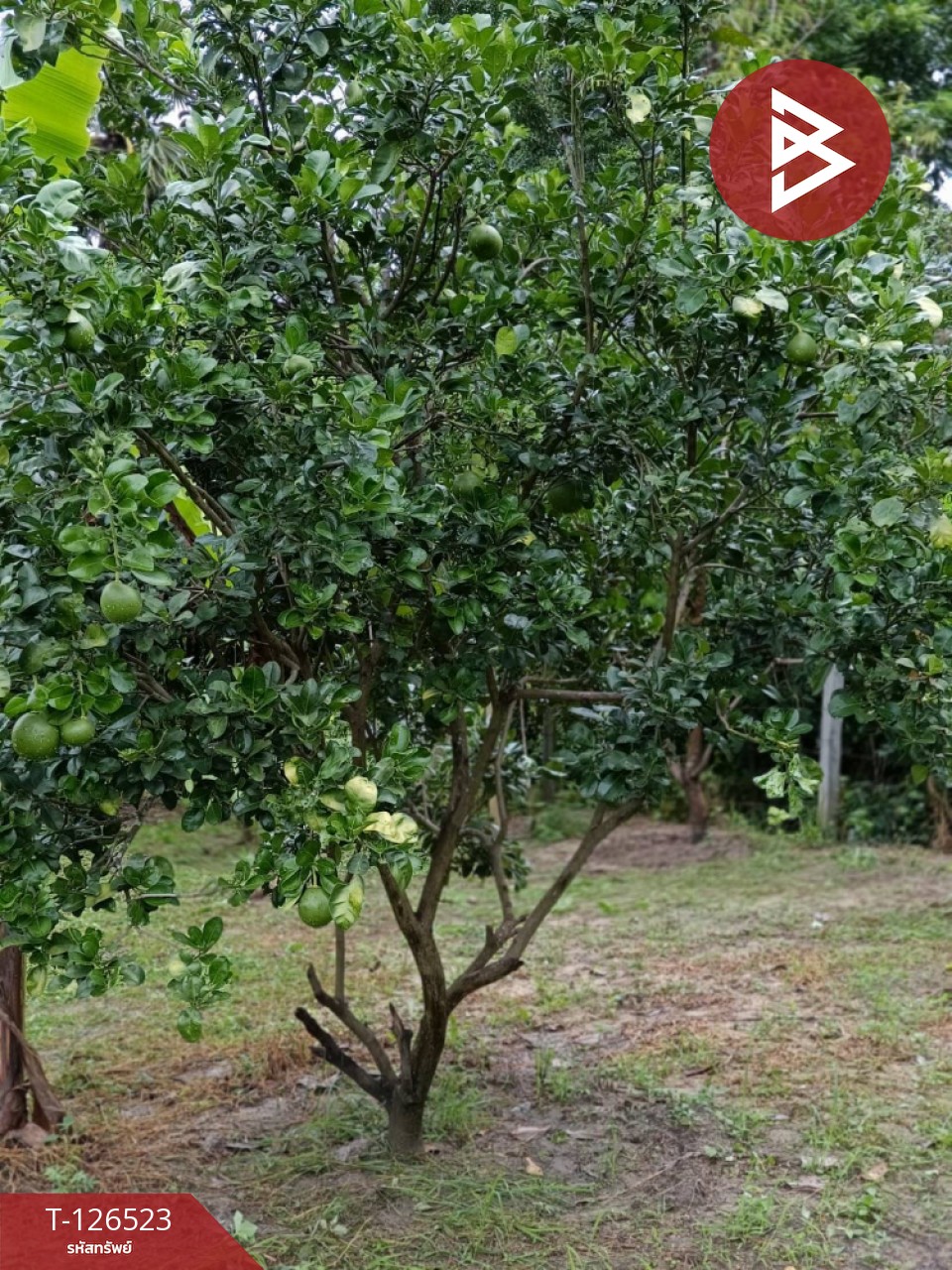 ขายที่ดินพร้อมสิ่งปลูกสร้าง เนื้อที่ 2 ไร่ 3 งาน 50 ตร.วา หนองฉาง อุทัยธานี 12