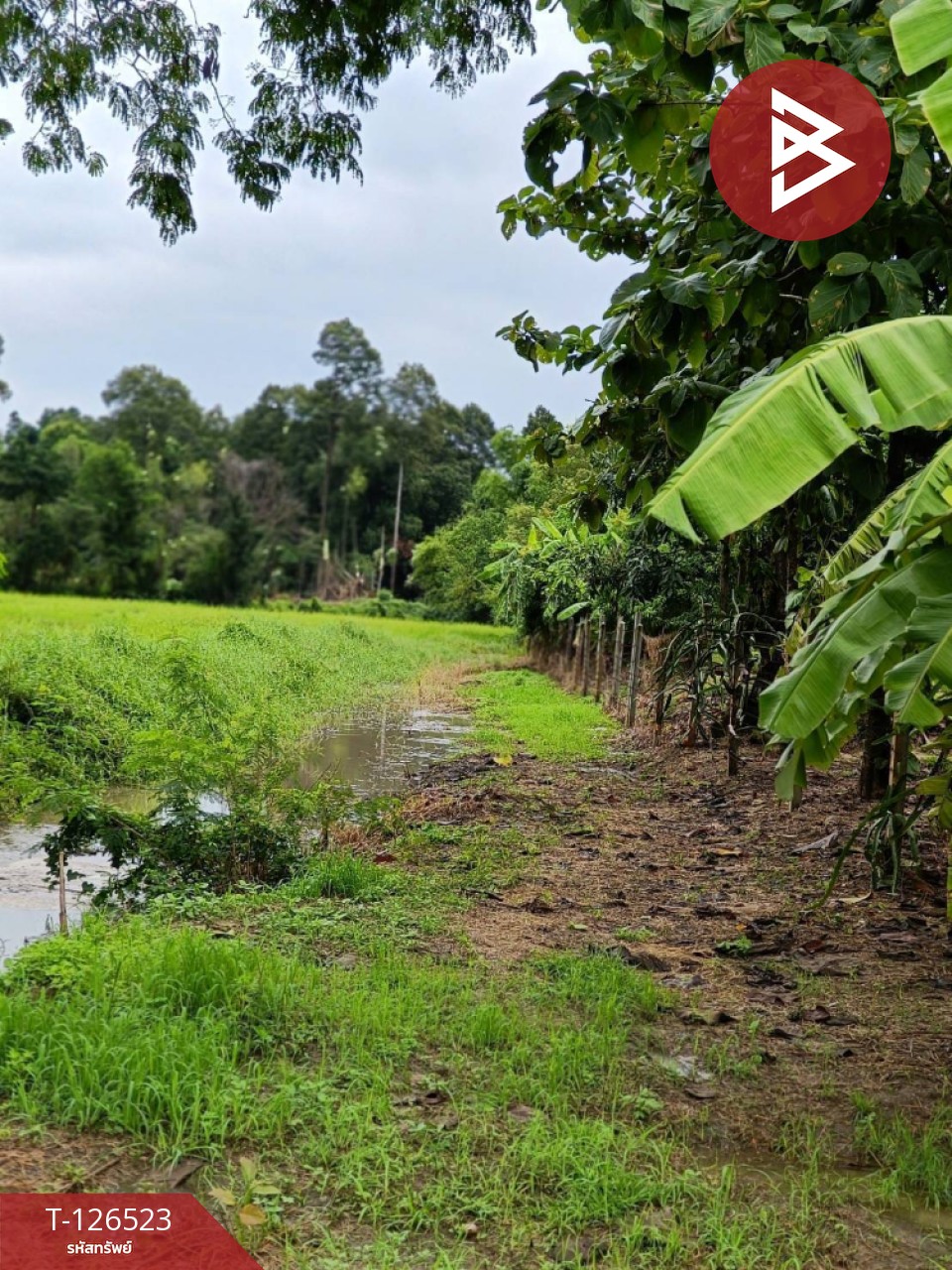 ขายที่ดินพร้อมสิ่งปลูกสร้าง เนื้อที่ 2 ไร่ 3 งาน 50 ตร.วา หนองฉาง อุทัยธานี 8