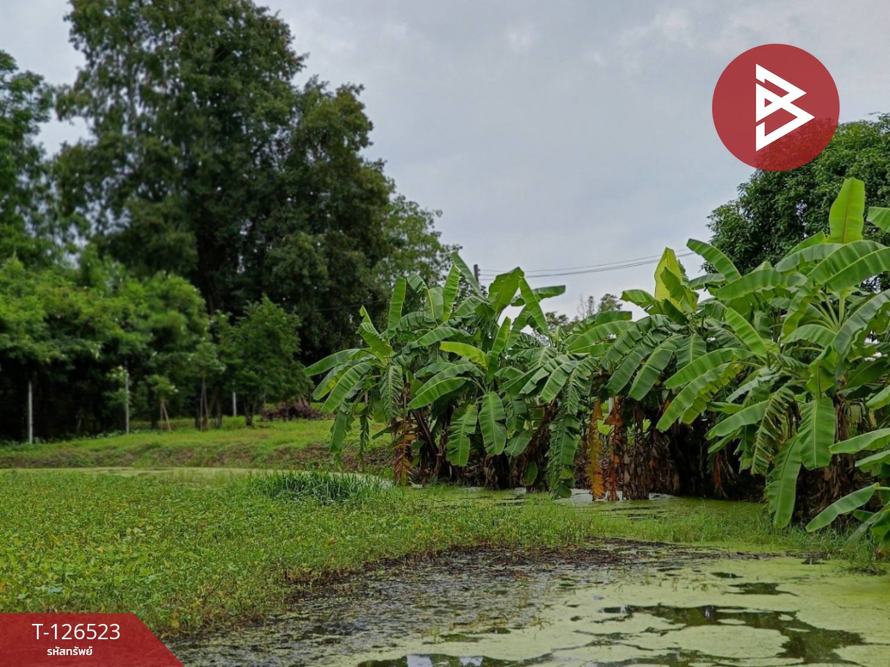 ขายที่ดินพร้อมสิ่งปลูกสร้าง เนื้อที่ 2 ไร่ 3 งาน 50 ตร.วา หนองฉาง อุทัยธานี 3