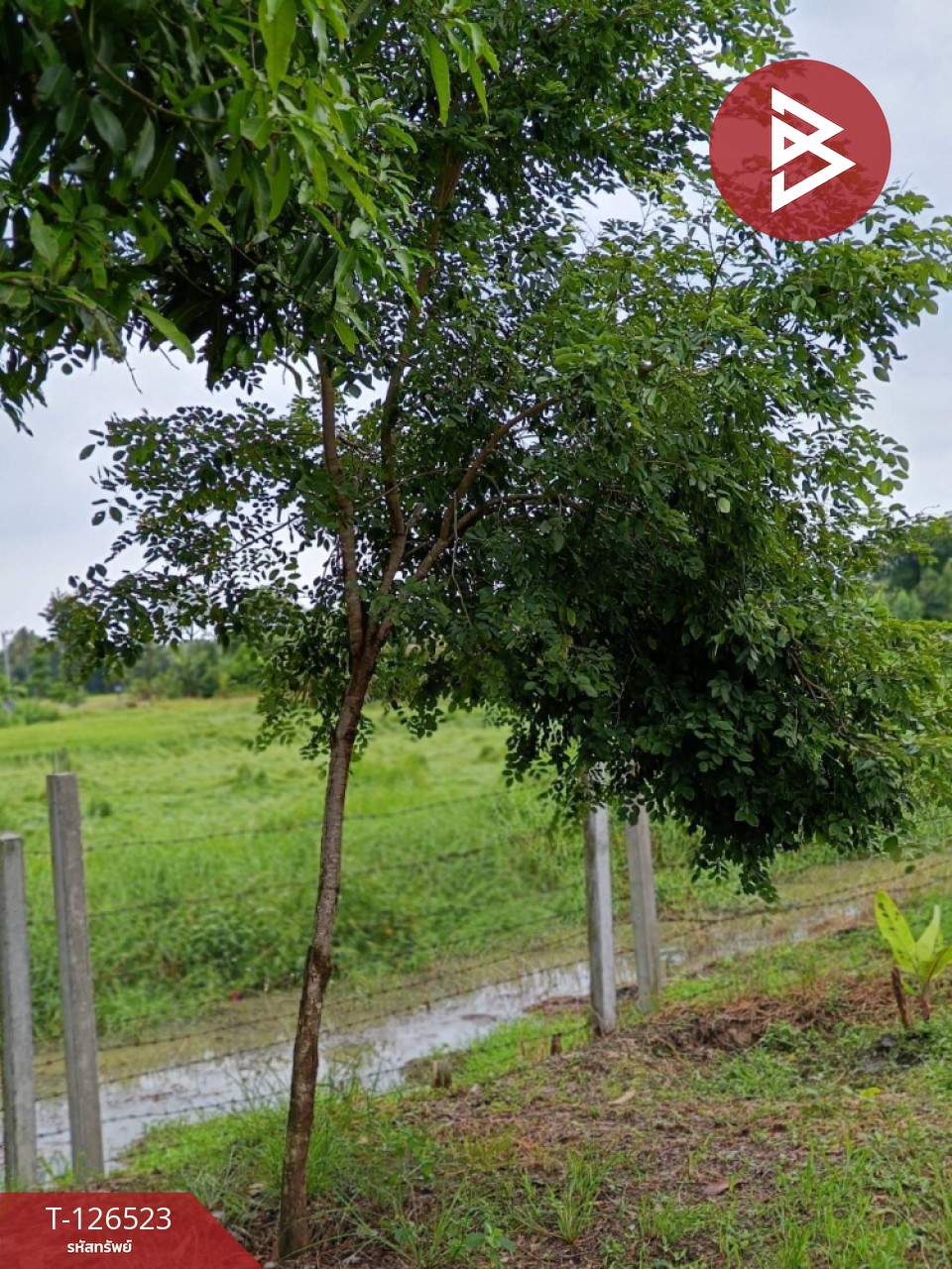 ขายที่ดินพร้อมสิ่งปลูกสร้าง เนื้อที่ 2 ไร่ 3 งาน 50 ตร.วา หนองฉาง อุทัยธานี 15