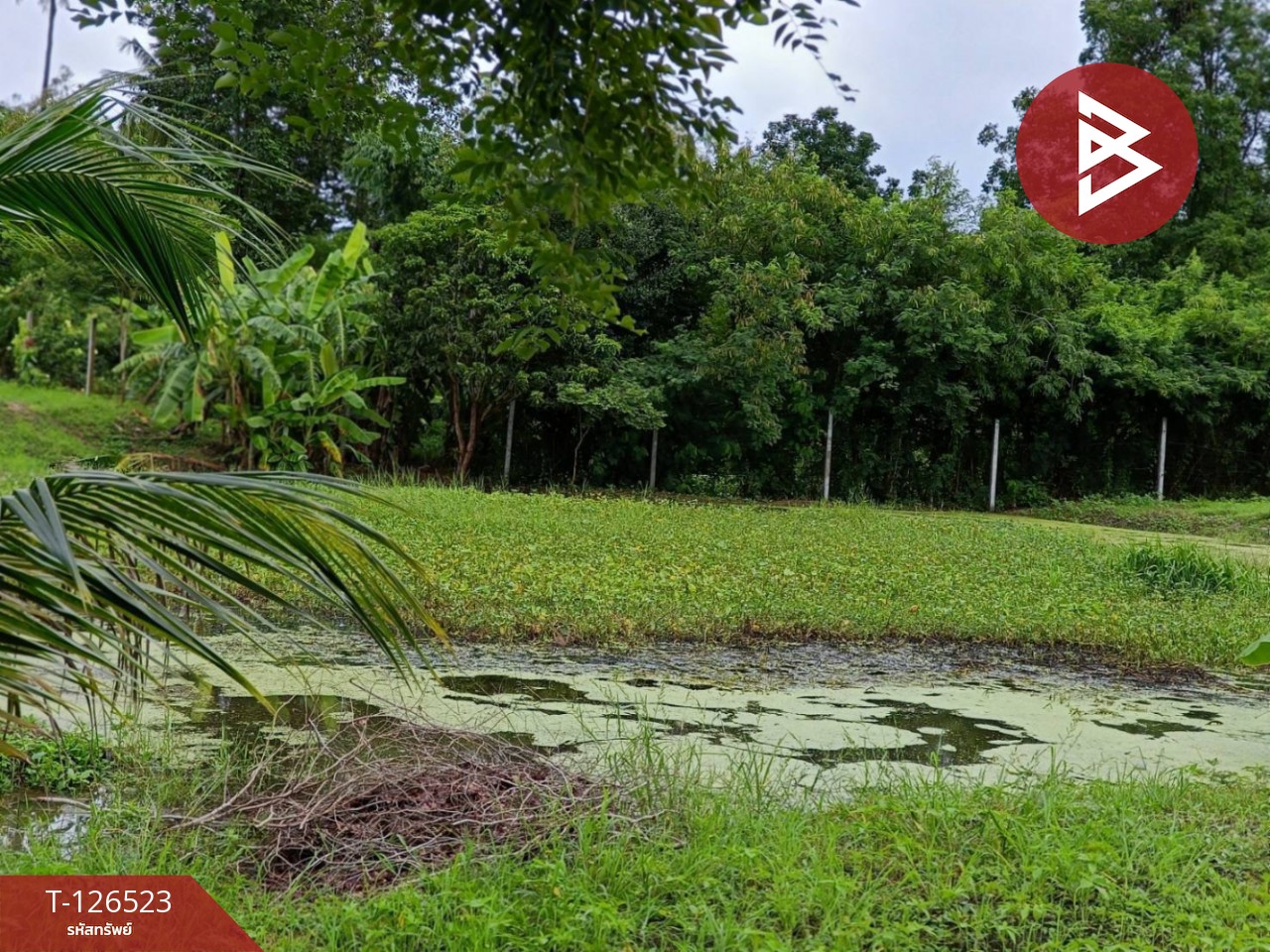 ขายที่ดินพร้อมสิ่งปลูกสร้าง เนื้อที่ 2 ไร่ 3 งาน 50 ตร.วา หนองฉาง อุทัยธานี 13