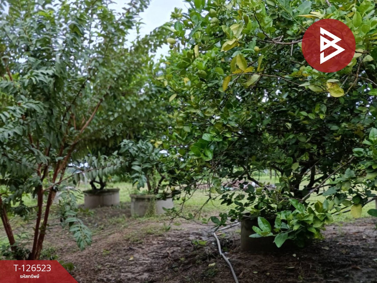 ขายที่ดินพร้อมสิ่งปลูกสร้าง เนื้อที่ 2 ไร่ 3 งาน 50 ตร.วา หนองฉาง อุทัยธานี 4