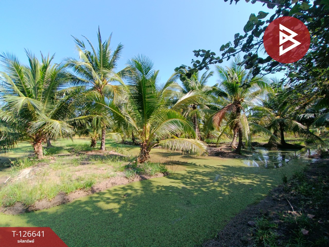 ขายที่ดินเปล่า เนื้อที่ 2 ไร่ 3 งาน นางตะเคียน สมุทรสงคราม 3