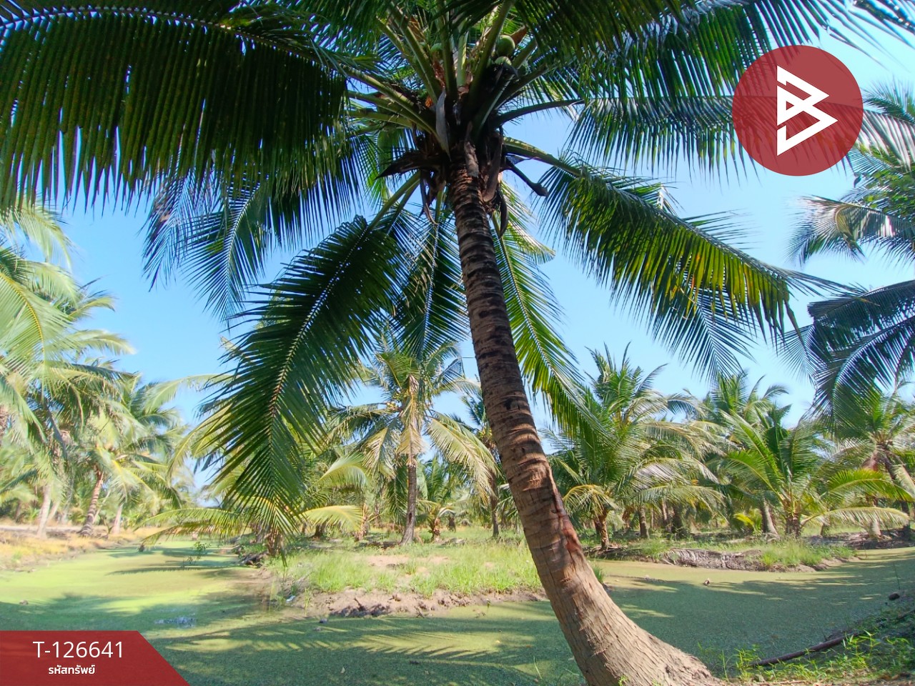 ขายที่ดินเปล่า เนื้อที่ 2 ไร่ 3 งาน นางตะเคียน สมุทรสงคราม 8