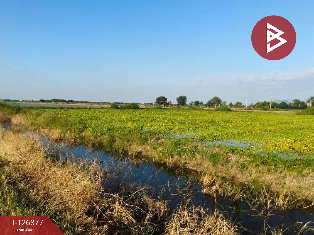 ขายที่ดิน เนื้อที่ 2 ไร่ 3 งาน บางเลน นครปฐม 1