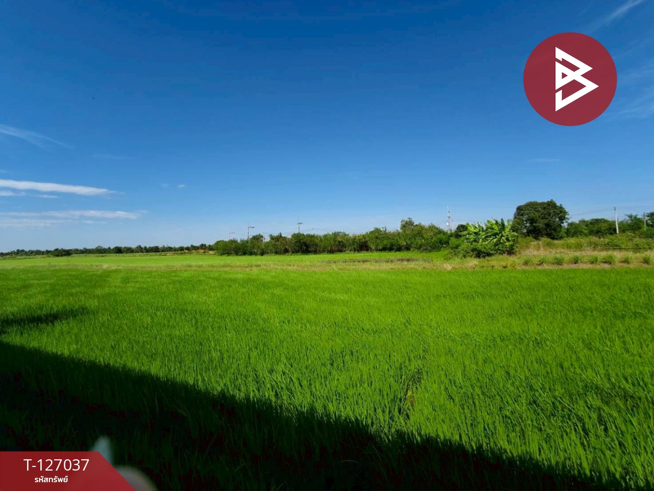 ขายบ้านเดี่ยวชั้นเดียว เนื้อที่ 1 งาน ท่าไข่ ฉะเชิงเทรา 14