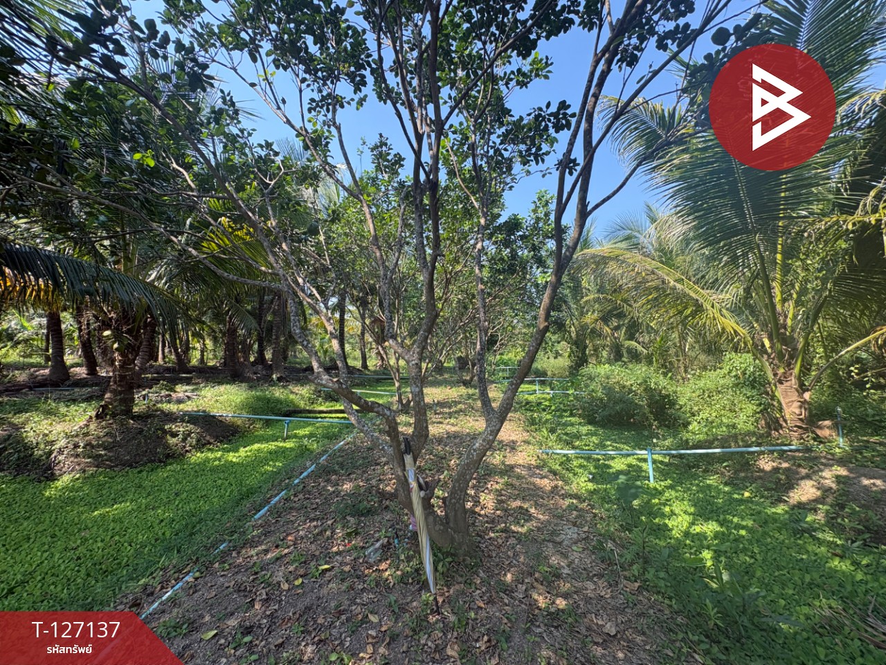 ขายที่ดิน เนื้อที่ 2 ไร่ 1 งาน 74.2 ตารางวา อ.อัมพวา สมุทรสงคราม 2