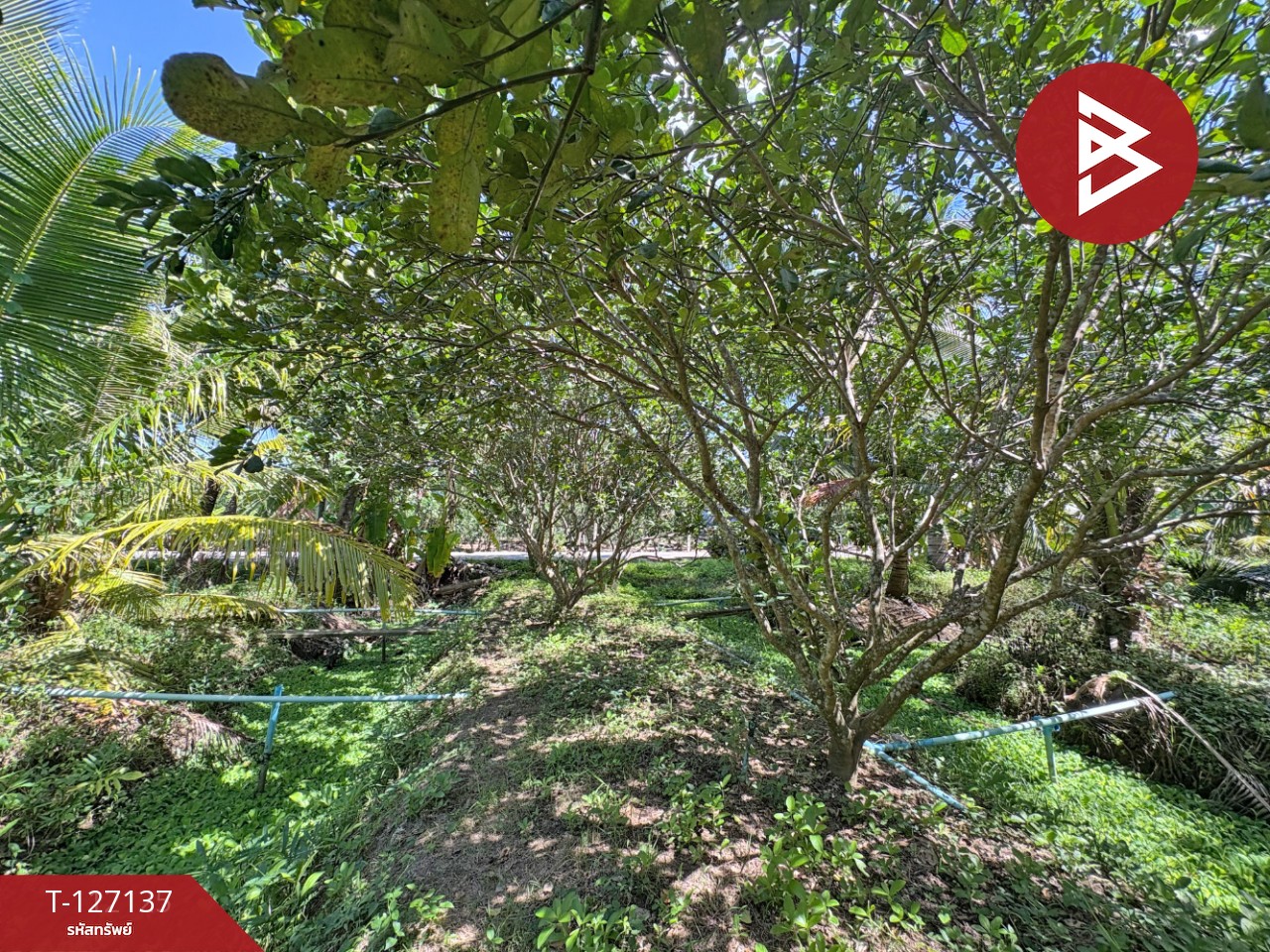 ขายที่ดิน เนื้อที่ 2 ไร่ 1 งาน 74.2 ตารางวา อ.อัมพวา สมุทรสงคราม 5