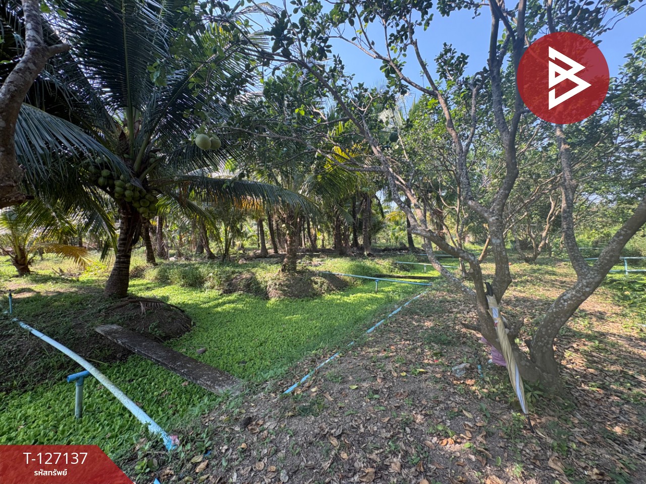 ขายที่ดิน เนื้อที่ 2 ไร่ 1 งาน 74.2 ตารางวา อ.อัมพวา สมุทรสงคราม 3