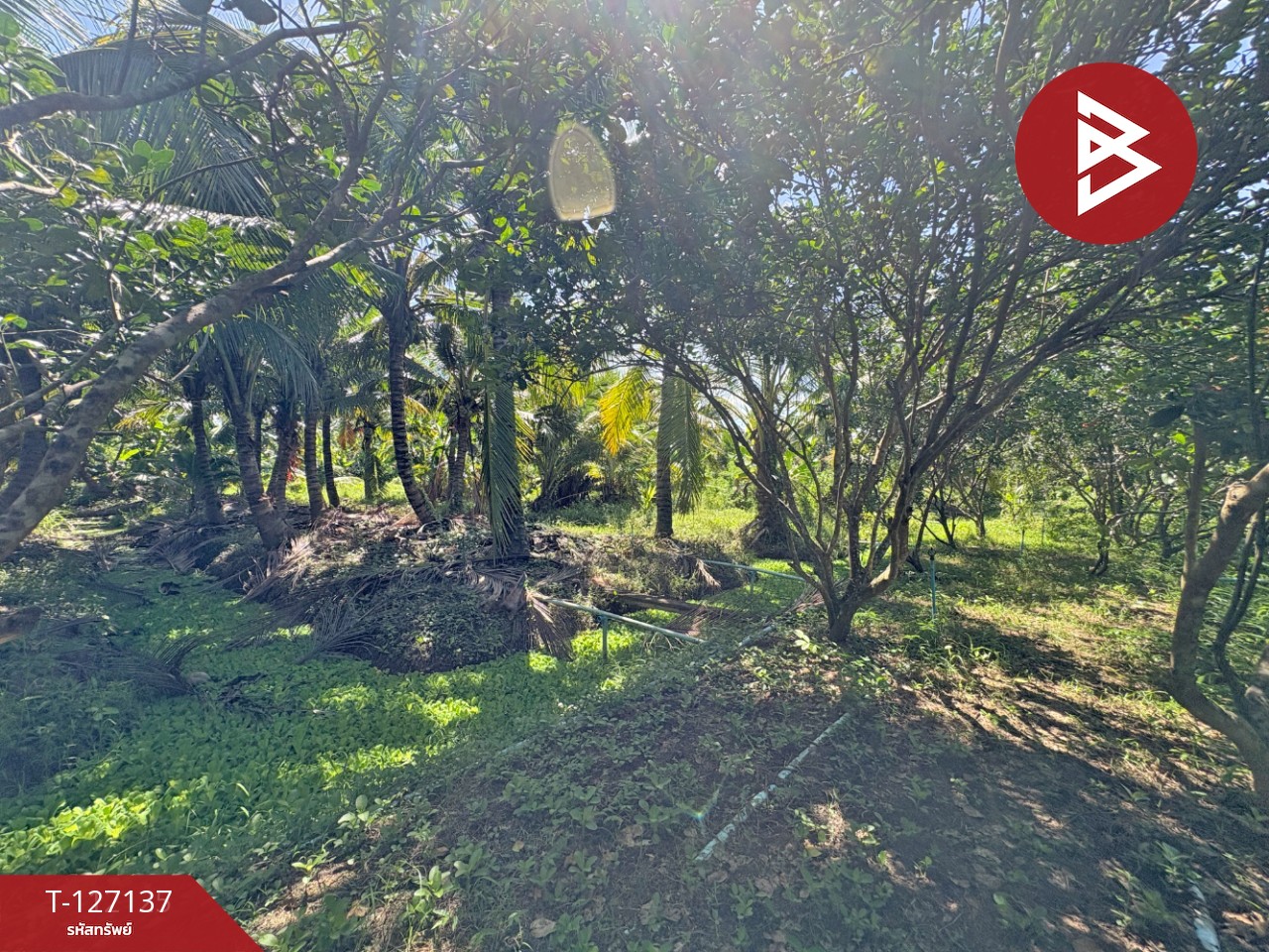 ขายที่ดิน เนื้อที่ 2 ไร่ 1 งาน 74.2 ตารางวา อ.อัมพวา สมุทรสงคราม 6