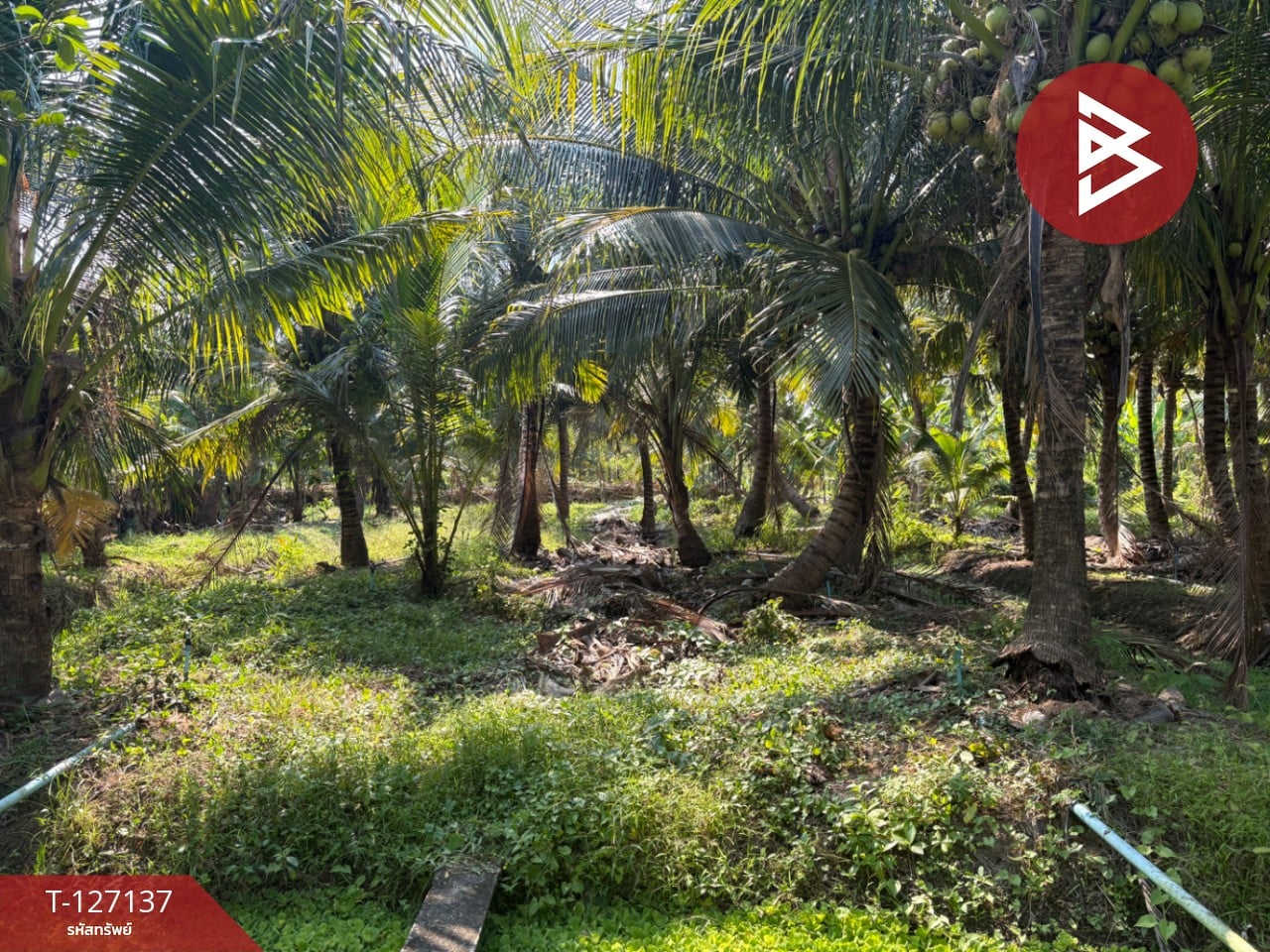 ขายที่ดิน เนื้อที่ 2 ไร่ 1 งาน 74.2 ตารางวา อ.อัมพวา สมุทรสงคราม 1