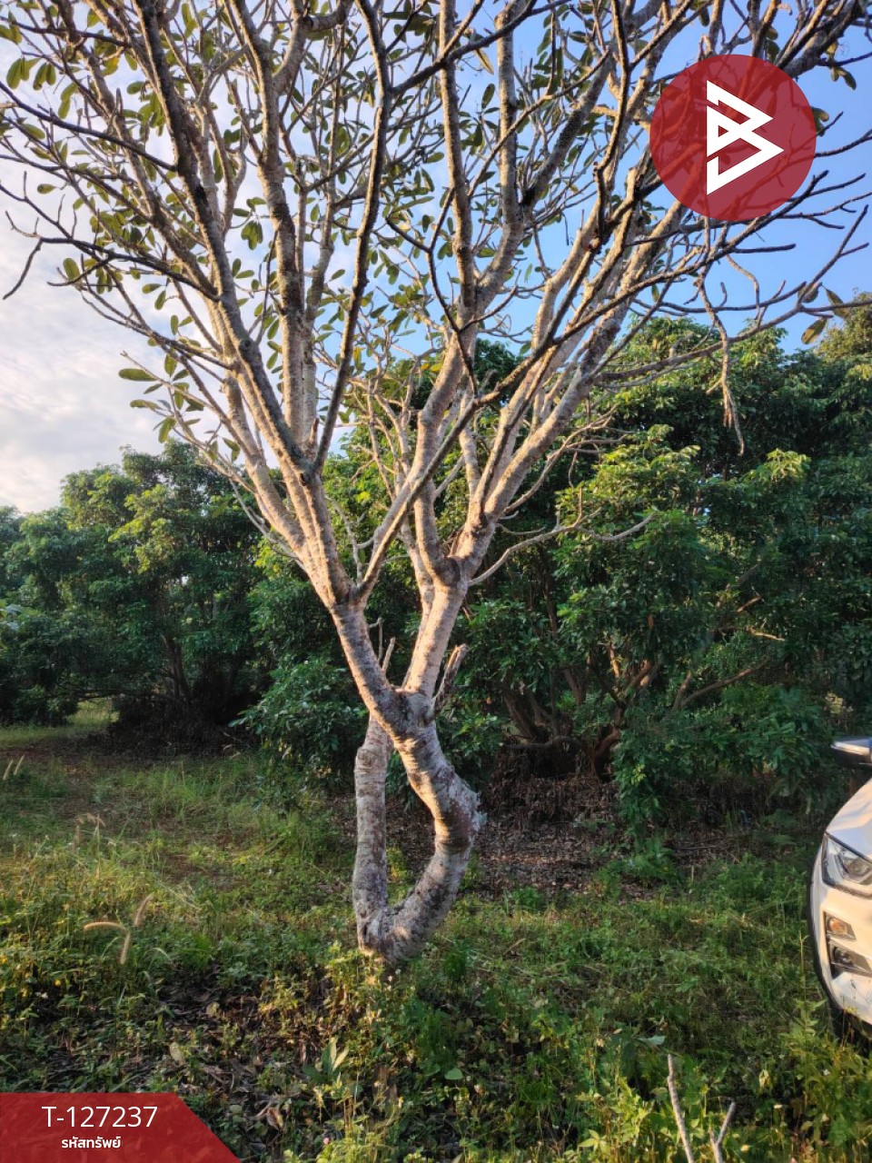 ขายที่ดิน เนื้อที่ 9 ไร่ 2 งาน 44 ตร.วา พร้าว เชียงใหม่ 12