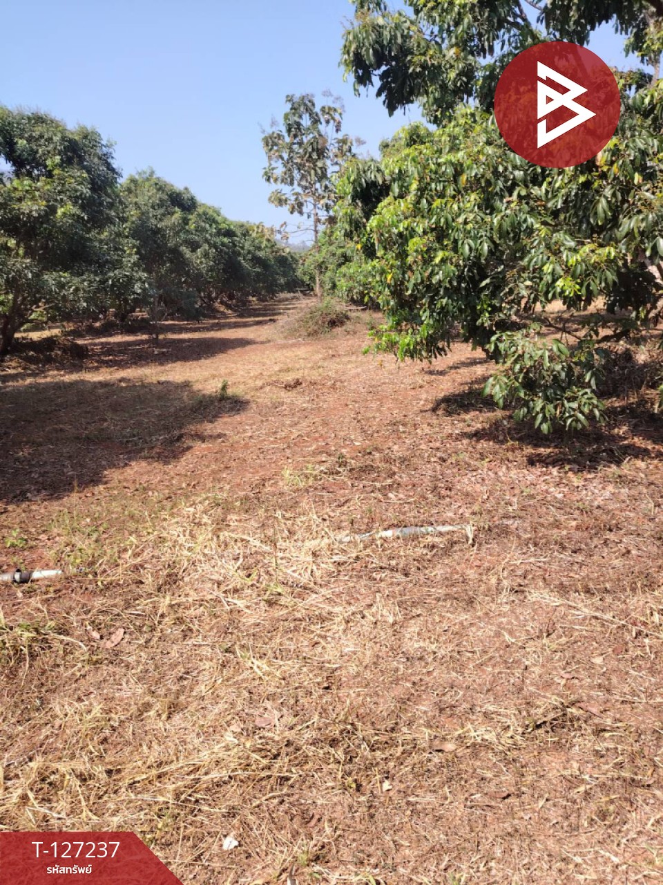 ขายที่ดิน เนื้อที่ 9 ไร่ 2 งาน 44 ตร.วา พร้าว เชียงใหม่ 11