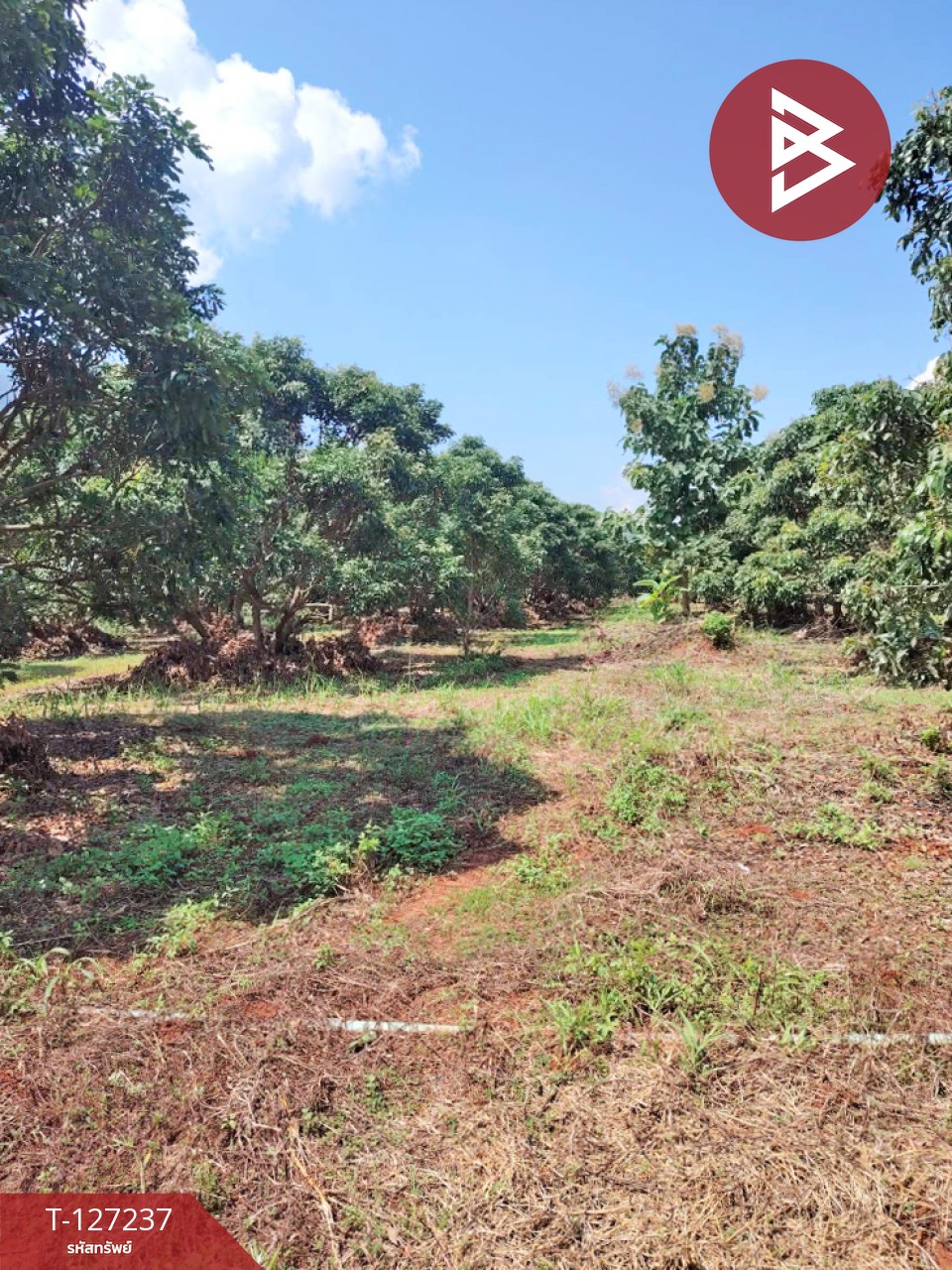 ขายที่ดิน เนื้อที่ 9 ไร่ 2 งาน 44 ตร.วา พร้าว เชียงใหม่ 4