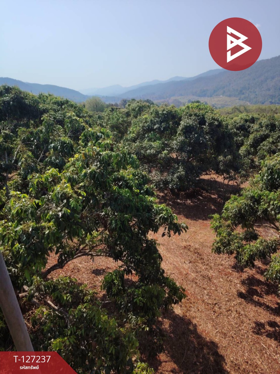 ขายที่ดิน เนื้อที่ 9 ไร่ 2 งาน 44 ตร.วา พร้าว เชียงใหม่ 10