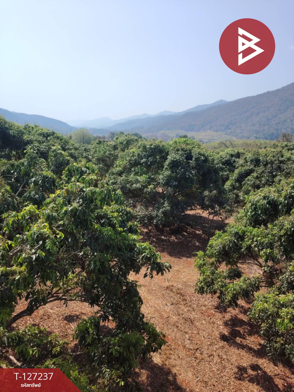 ขายที่ดิน เนื้อที่ 9 ไร่ 2 งาน 44 ตร.วา พร้าว เชียงใหม่ 2