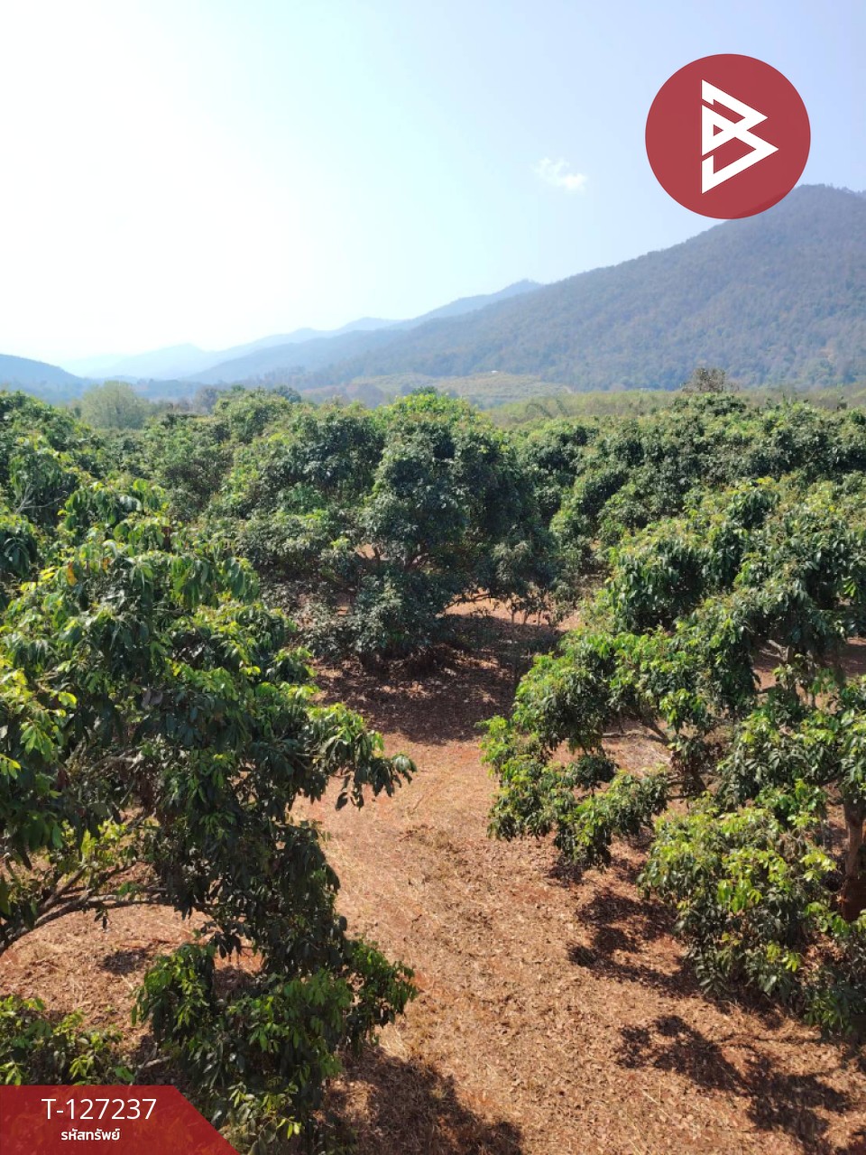 ขายที่ดิน เนื้อที่ 9 ไร่ 2 งาน 44 ตร.วา พร้าว เชียงใหม่ 1