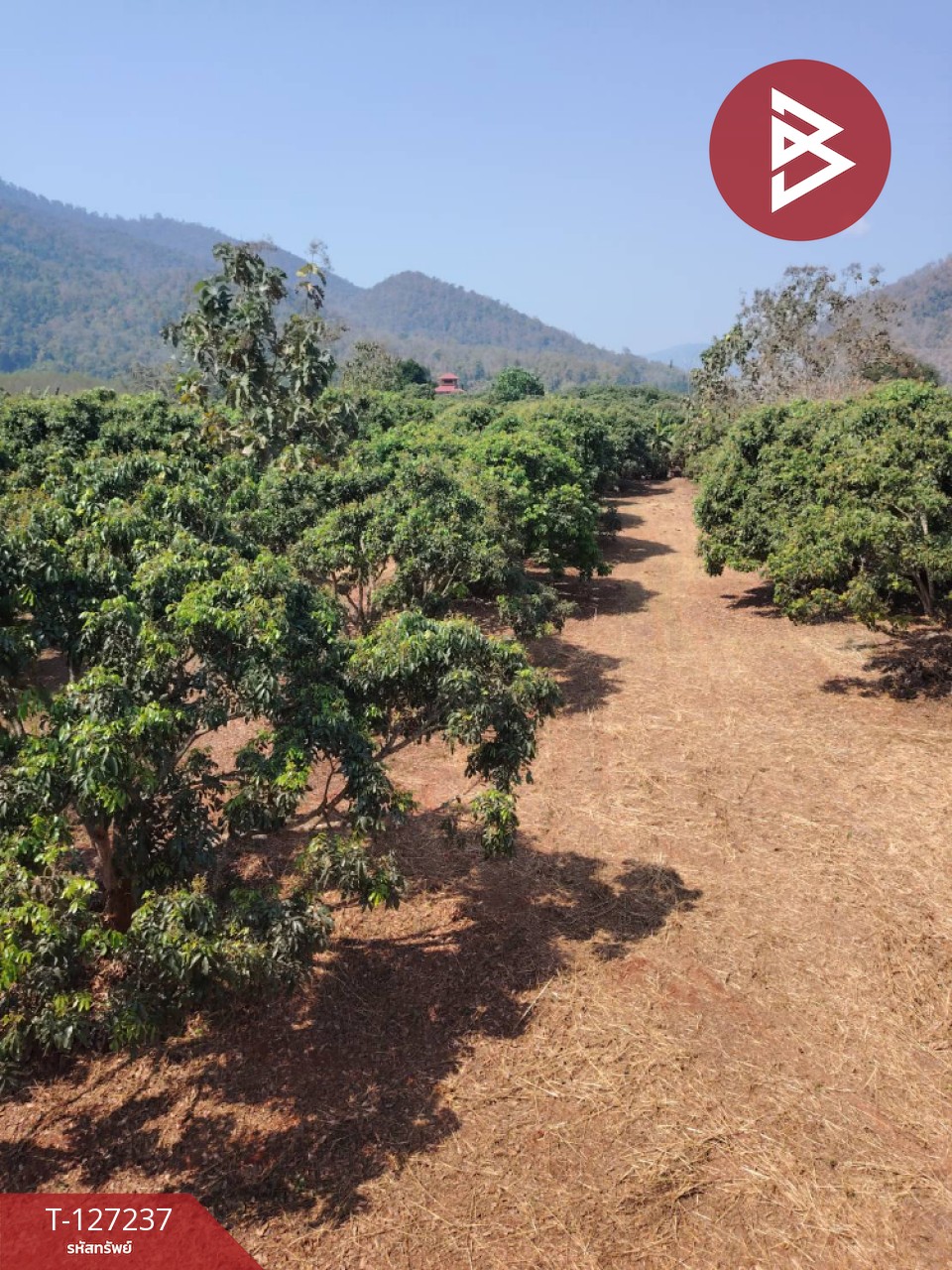 ขายที่ดิน เนื้อที่ 9 ไร่ 2 งาน 44 ตร.วา พร้าว เชียงใหม่ 7