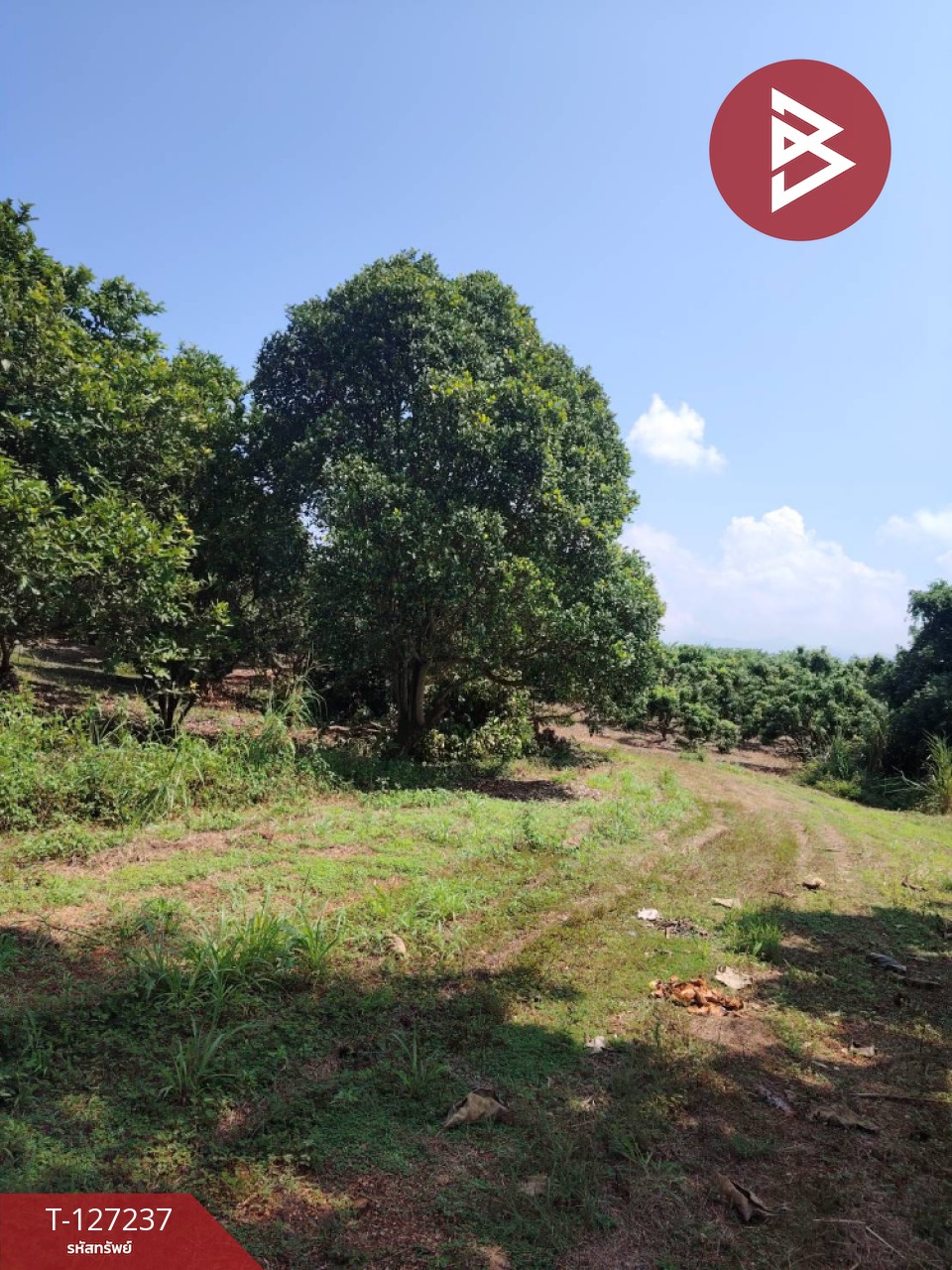 ขายที่ดิน เนื้อที่ 9 ไร่ 2 งาน 44 ตร.วา พร้าว เชียงใหม่ 6