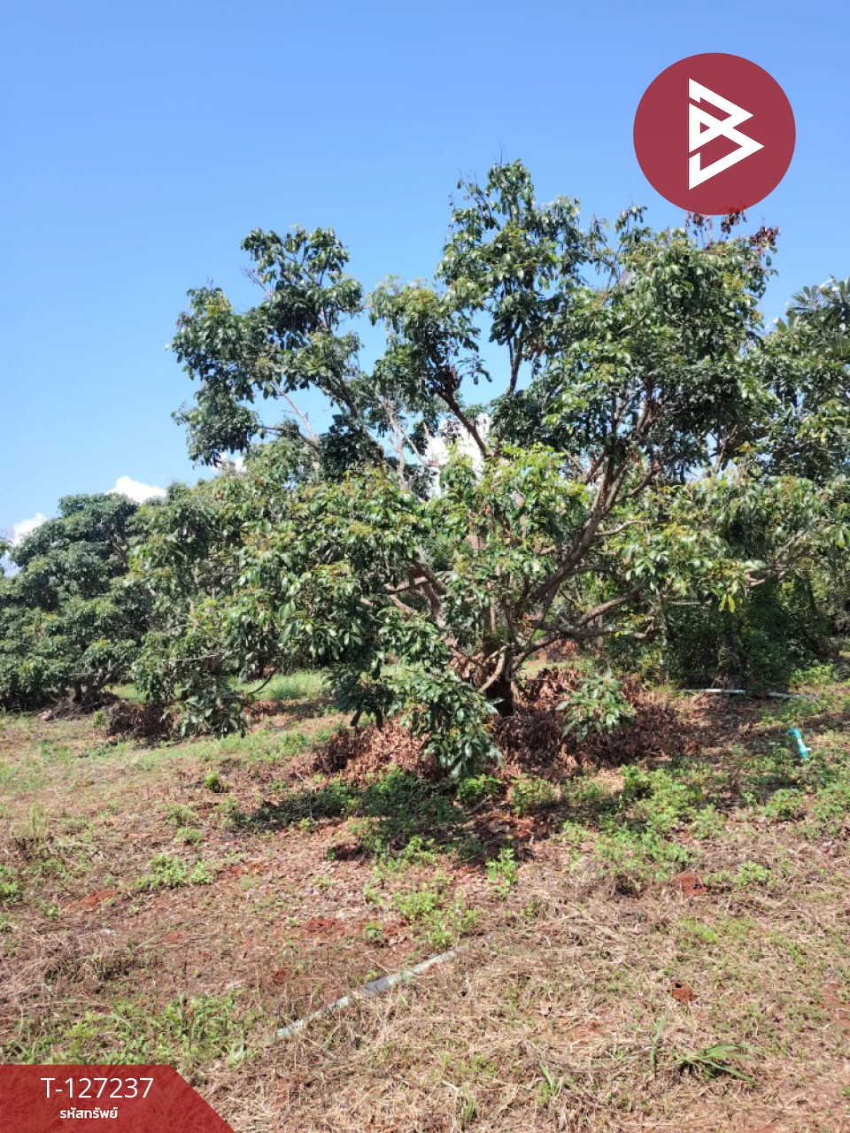 ขายที่ดิน เนื้อที่ 9 ไร่ 2 งาน 44 ตร.วา พร้าว เชียงใหม่ 14