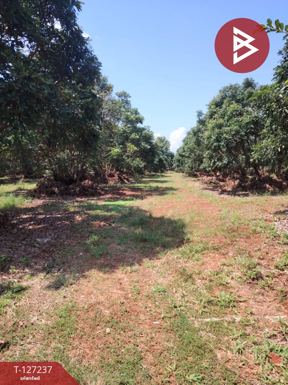 ขายที่ดิน เนื้อที่ 9 ไร่ 2 งาน 44 ตร.วา พร้าว เชียงใหม่ 8