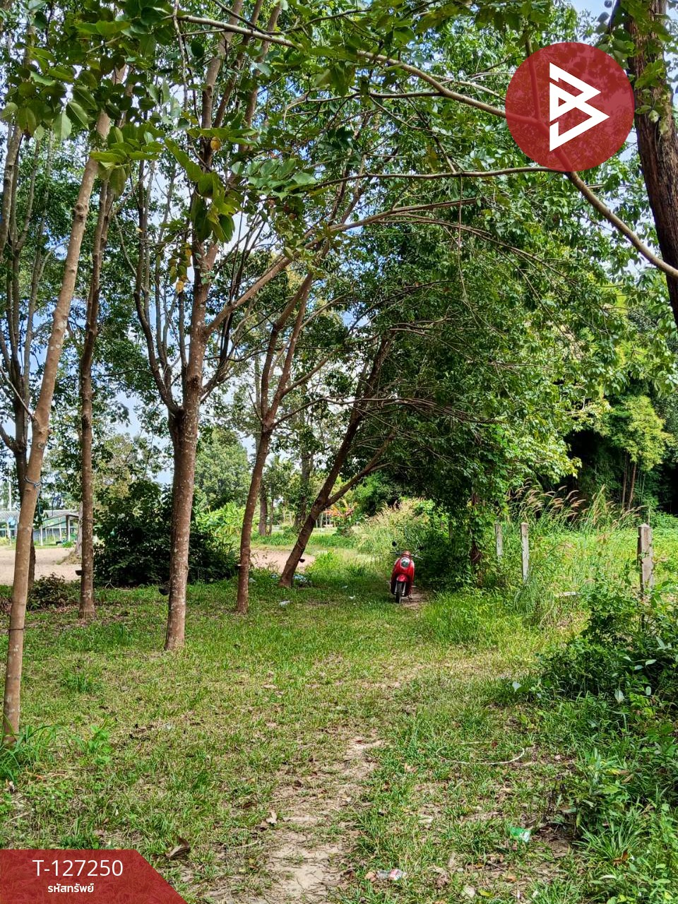 ขายที่ดิน เนื้อที่ 5 ไร่ 2 งาน 12 ตร.วา ม่วงสามสิบ อุบลราชธานี 2