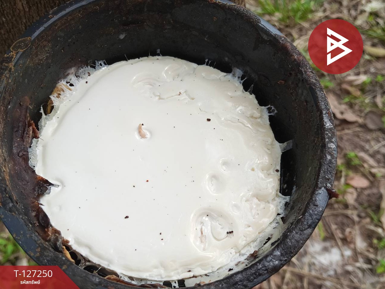 ขายที่ดิน เนื้อที่ 5 ไร่ 2 งาน 12 ตร.วา ม่วงสามสิบ อุบลราชธานี 7