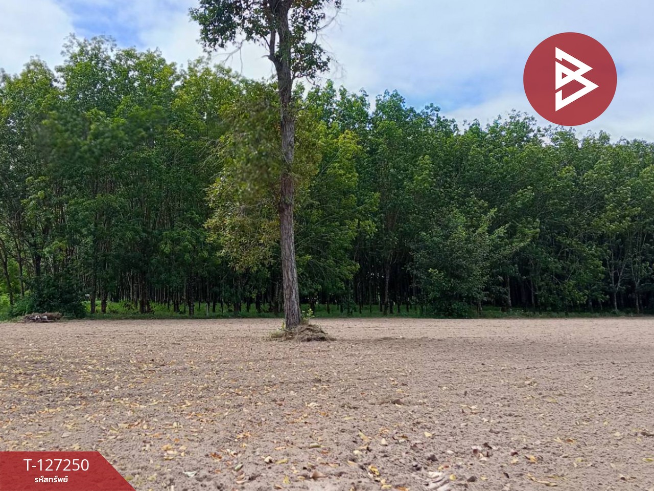 ขายที่ดิน เนื้อที่ 5 ไร่ 2 งาน 12 ตร.วา ม่วงสามสิบ อุบลราชธานี 4