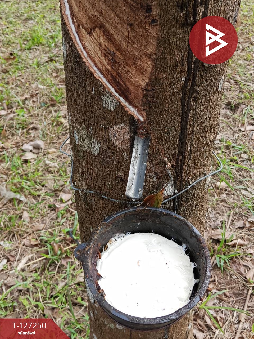 ขายที่ดิน เนื้อที่ 5 ไร่ 2 งาน 12 ตร.วา ม่วงสามสิบ อุบลราชธานี 6