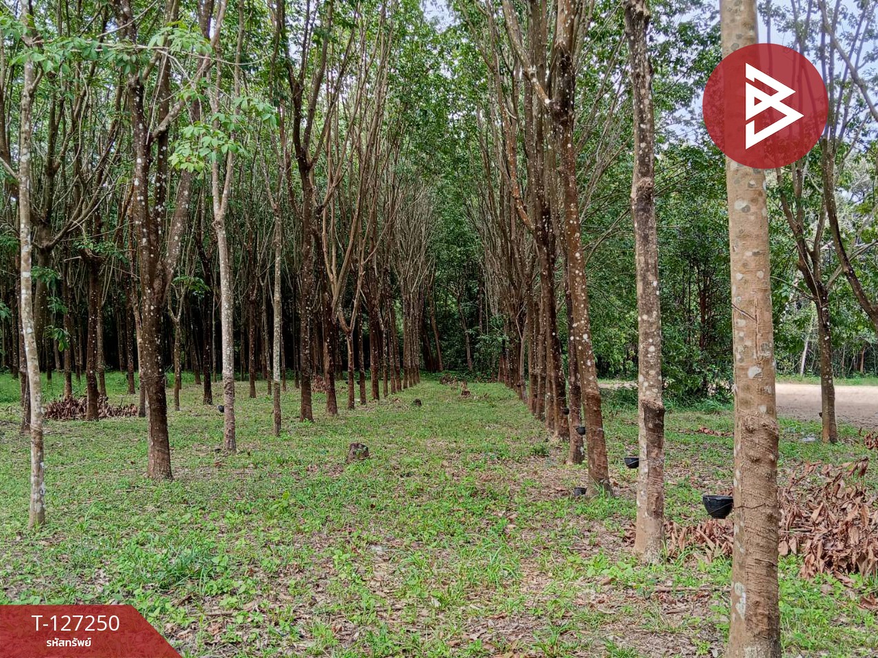 ขายที่ดิน เนื้อที่ 5 ไร่ 2 งาน 12 ตร.วา ม่วงสามสิบ อุบลราชธานี 1