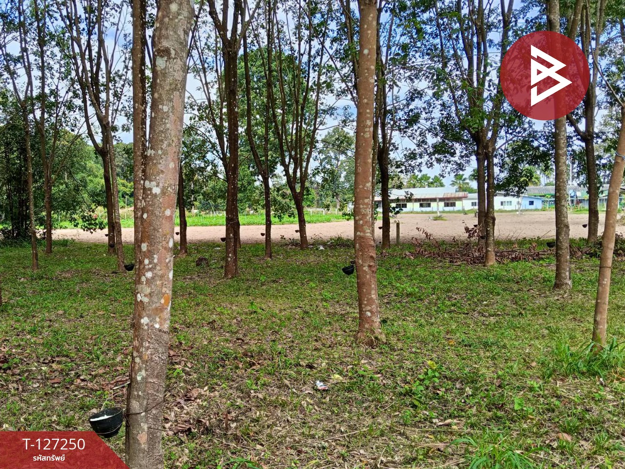 ขายที่ดิน เนื้อที่ 5 ไร่ 2 งาน 12 ตร.วา ม่วงสามสิบ อุบลราชธานี 3