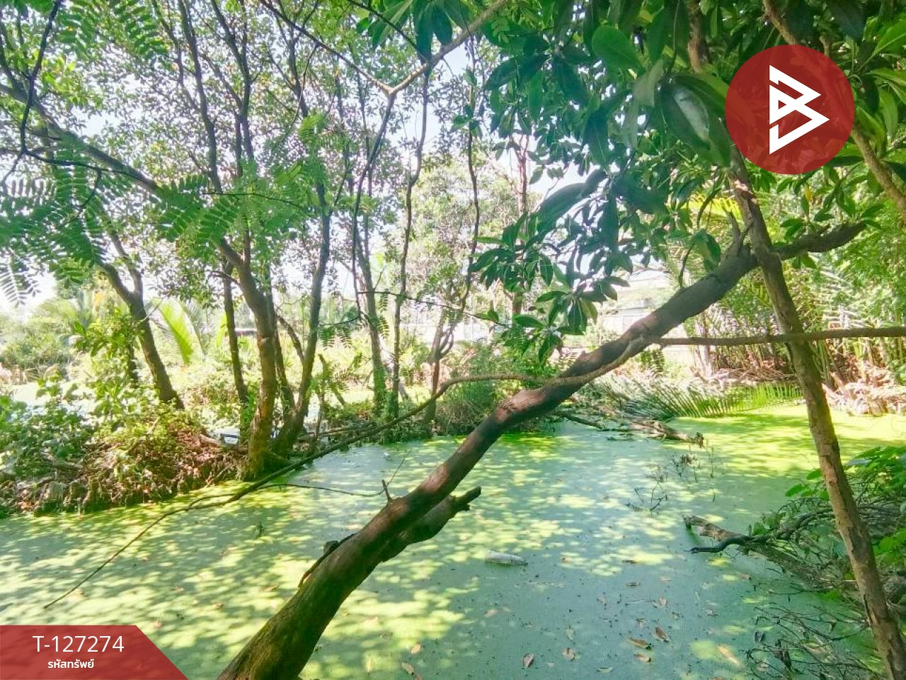 ขายที่ดินพร้อมสิ่งปลูกสร้าง เนื้อที่ 1 ไร่ 2 งาน 50 ตร.วา พระสมุทรเจดีย์ สมุทรปราการ 13