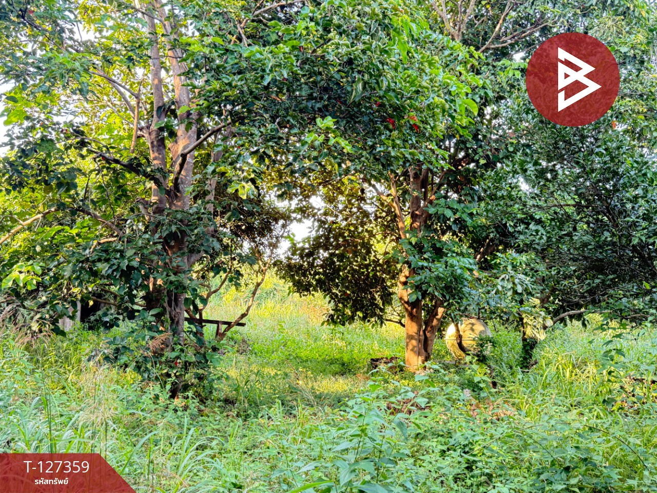 ขายที่ดินสวนลำไย เนื้อที่ 8 ไร่ 8 ตารางวา ต.ป่าสัก เมืองลำพูน 11