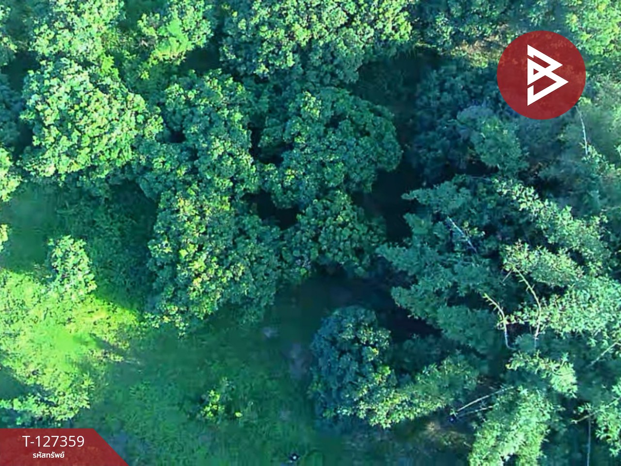 ขายที่ดินสวนลำไย เนื้อที่ 8 ไร่ 8 ตารางวา ต.ป่าสัก เมืองลำพูน 5