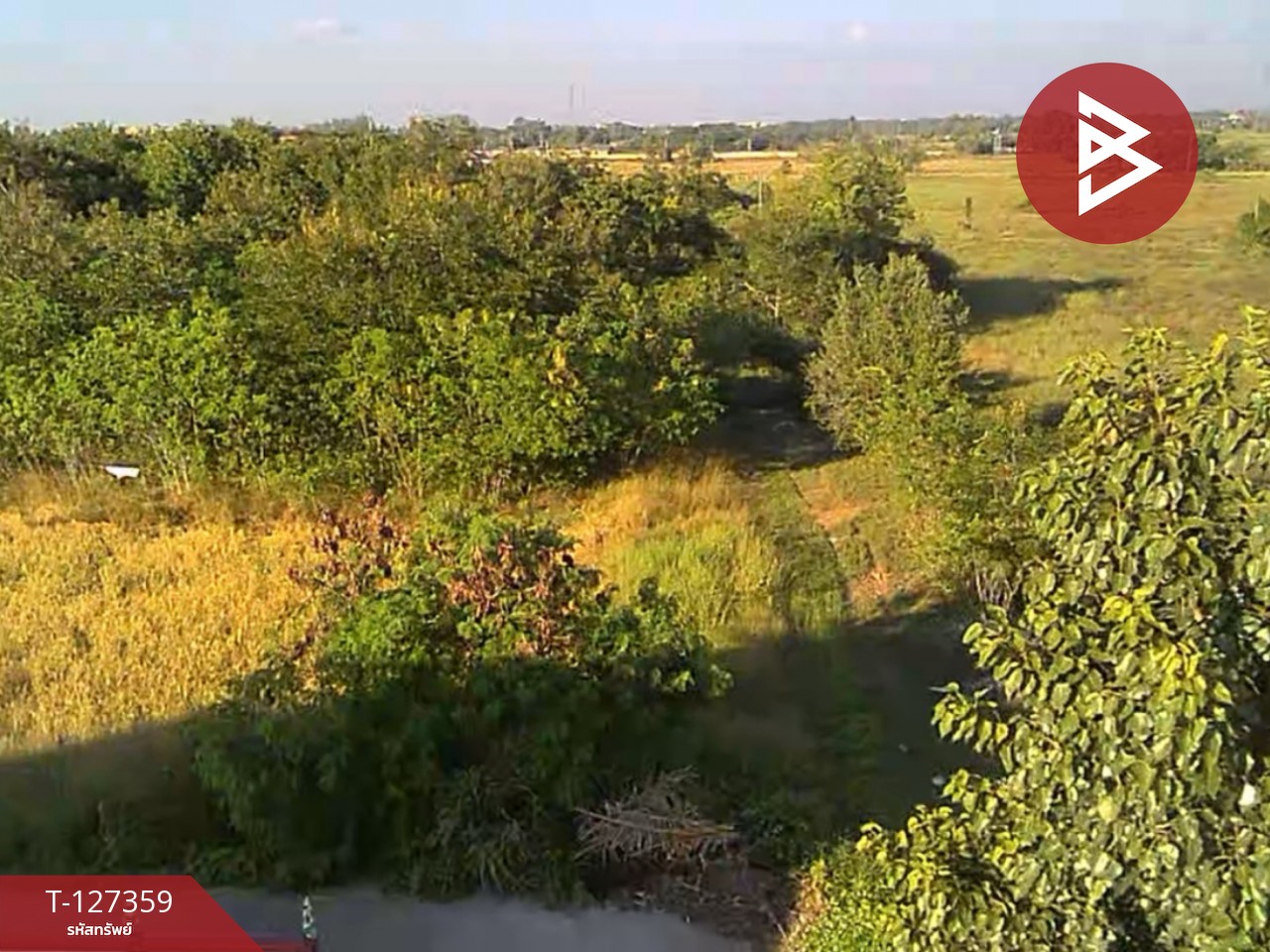 ขายที่ดินสวนลำไย เนื้อที่ 8 ไร่ 8 ตารางวา ต.ป่าสัก เมืองลำพูน 3