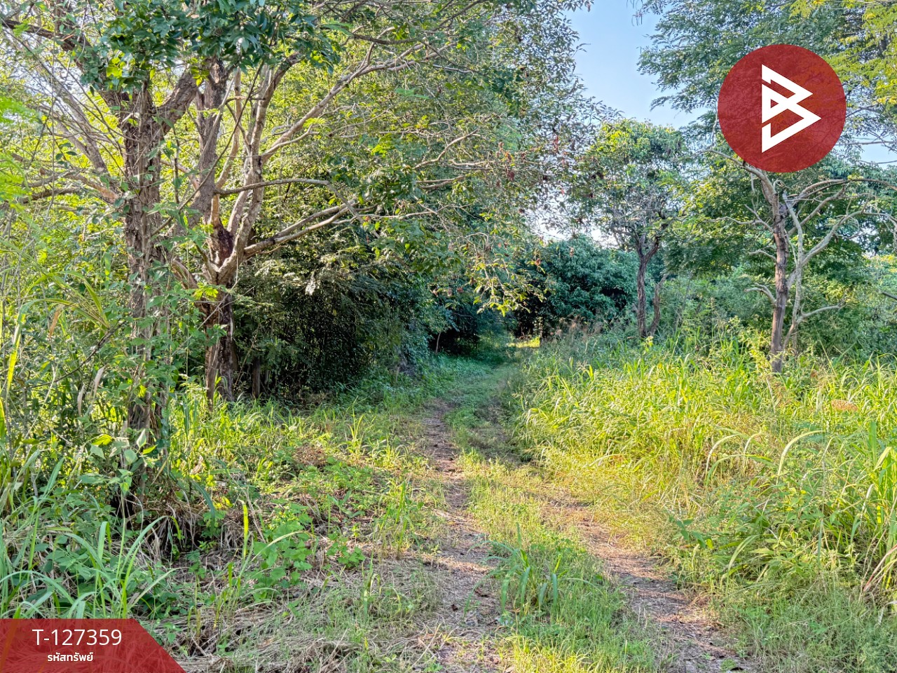 ขายที่ดินสวนลำไย เนื้อที่ 8 ไร่ 8 ตารางวา ต.ป่าสัก เมืองลำพูน 13