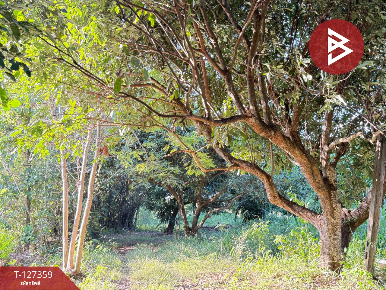 ขายที่ดินสวนลำไย เนื้อที่ 8 ไร่ 8 ตารางวา ต.ป่าสัก เมืองลำพูน 12