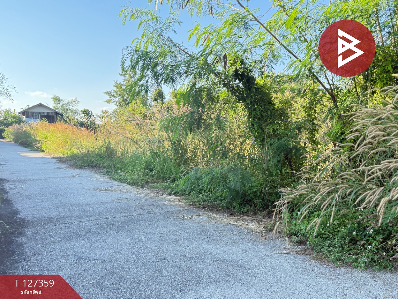 ขายที่ดินสวนลำไย เนื้อที่ 8 ไร่ 8 ตารางวา ต.ป่าสัก เมืองลำพูน 8