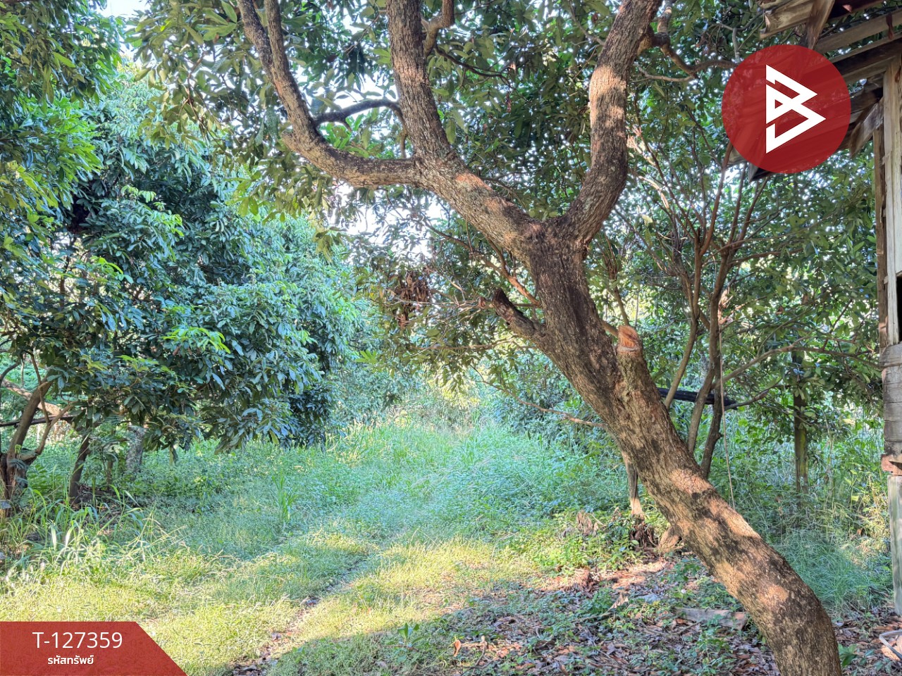 ขายที่ดินสวนลำไย เนื้อที่ 8 ไร่ 8 ตารางวา ต.ป่าสัก เมืองลำพูน 10