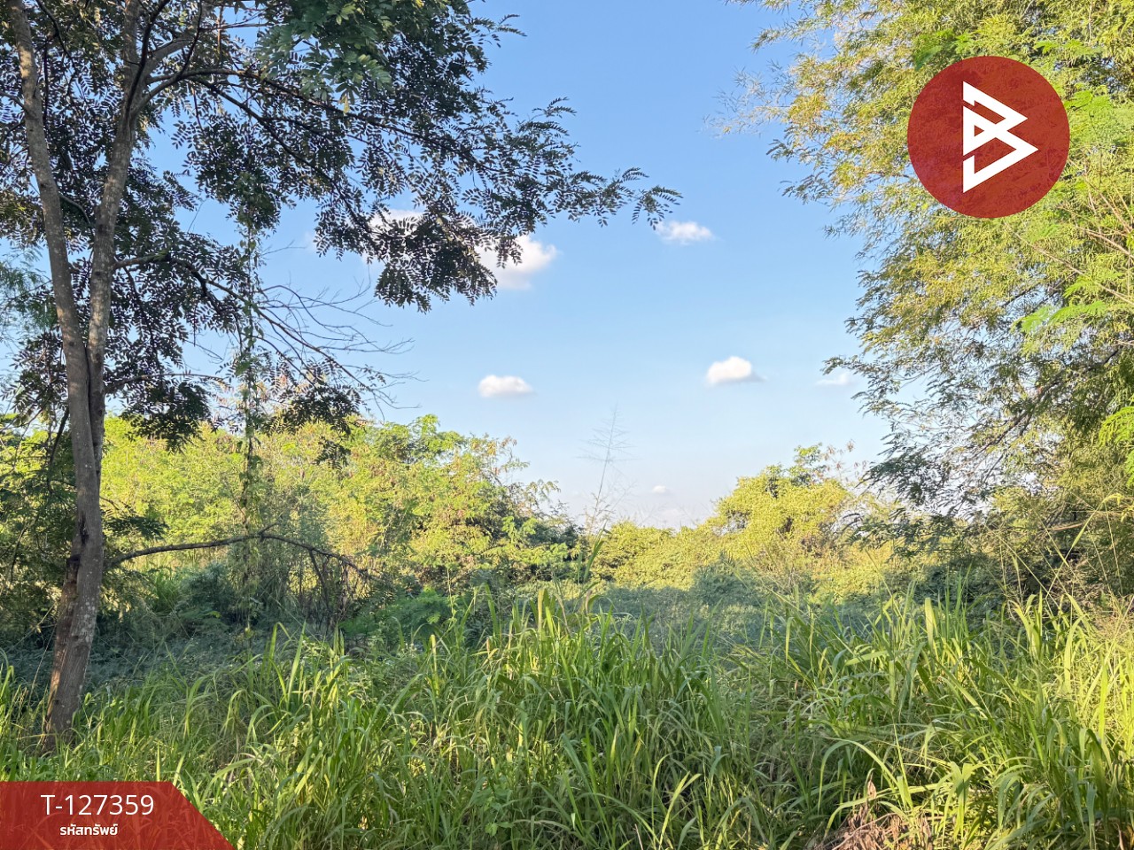 ขายที่ดินสวนลำไย เนื้อที่ 8 ไร่ 8 ตารางวา ต.ป่าสัก เมืองลำพูน 9